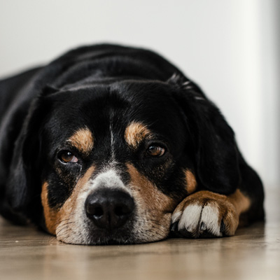 Hundebetreuung 